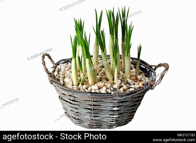 crocus flowers in a braided pot