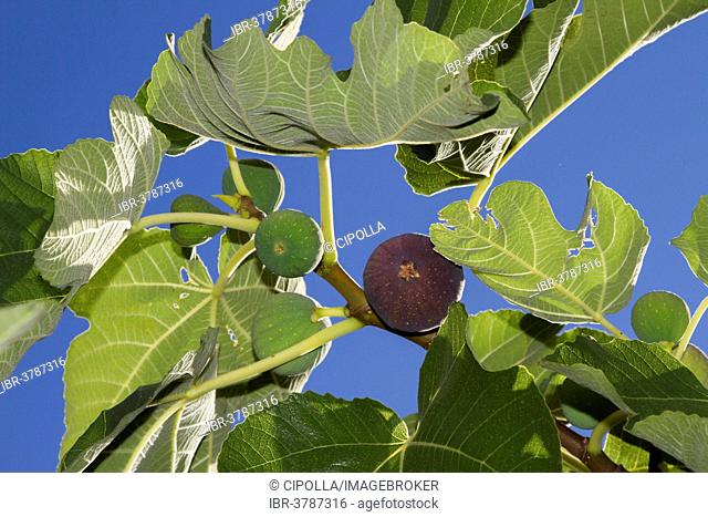Common figs (Ficus carica) on the branch