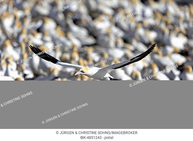 Cape Gannet (Morus capensis), adult flying, flight over bird colony, Lamberts Bay, Western Cape, South Africa