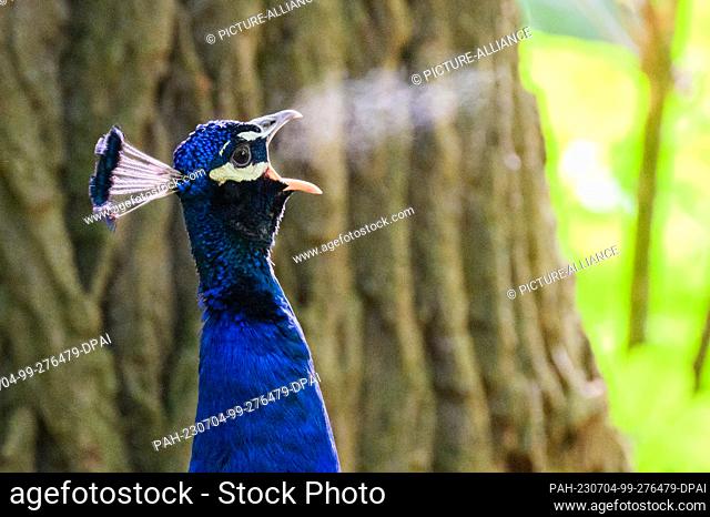 04 July 2023, Lower Saxony, Laatzen: A mating peacock cries in the early morning in the Leinemasch in the Hannover region