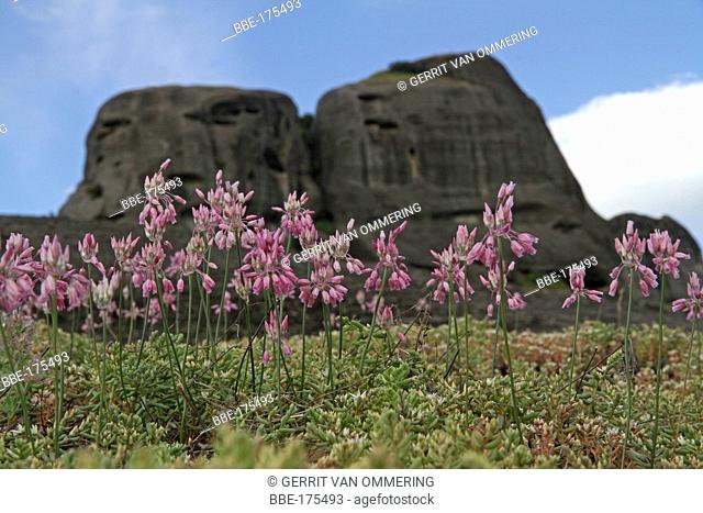 Allium carinatum with the rocks of Meteora in the background