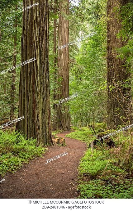 California's amazing redwoods are found along the Avenue of the Giants