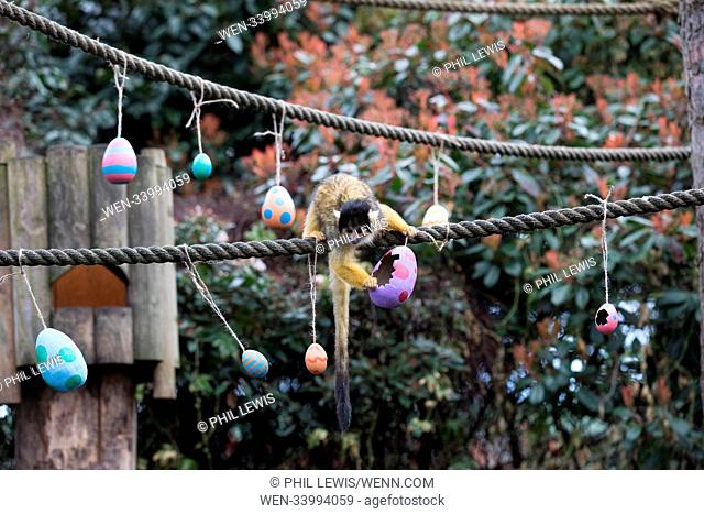Animals use superpowers to enjoy egg-citing Easter hunt at ZSL London Zoo Featuring: Black capped squirrel monkeys Where: London