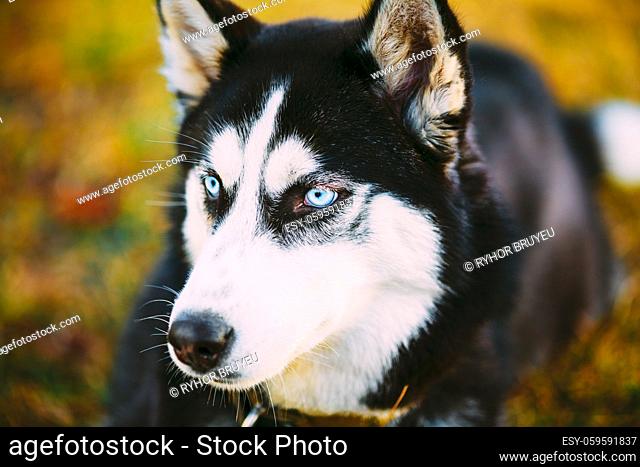 Close Head Young Happy Husky Puppy Eskimo Dog Sitting In Dry Grass Outdoor