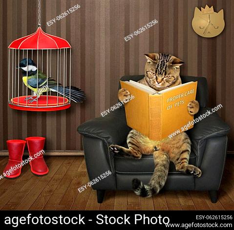 The beige cat in the black leather armchair is reading a book near the bird cage with a yellow titmouse inside in the living room