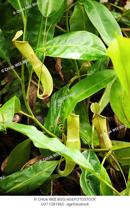 Pitcher plants taken at Kuching Orchid Garden, Sarawak, Malaysia