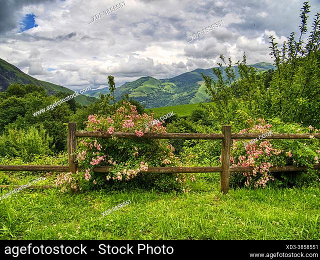 hydrangea next to a wooden fence, Larrau, Pyrenees-Atlantique, Nouvelle-Aquitaine, France