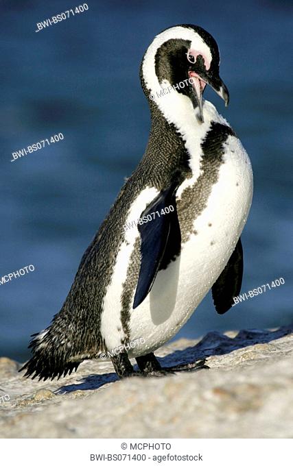 jackass penguin, African penguin, black-footed penguin (Spheniscus demersus), cleaning it's feathers, South Africa, Western Cape, Simons Town