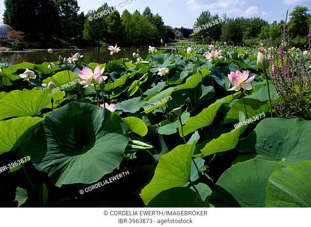 Indian Lotus flowers (Nelumbo nucifera), Arboretum Baumpark Ellerhoop, Schleswig-Holstein, Germany