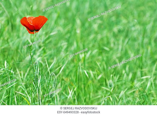 Red Poppy Flower among the Green Grass
