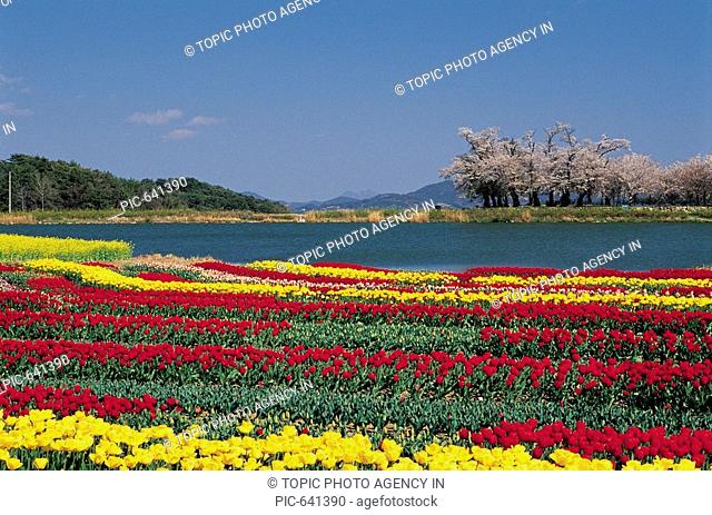Tulip, Cherry Blossom, Namhae Island, Gyeongnam