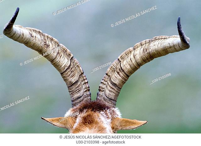 Horn detail of an old male of wild goat Capra pyrenaica in Sierra de Gredos Regional Park, çvila. Castilla y León, Spain