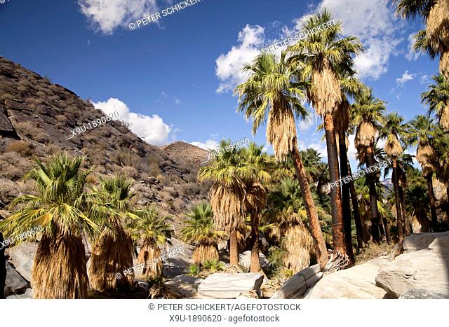 California Fan palm trees at Palm Canyon, Palm Springs, California, United States of America, USA