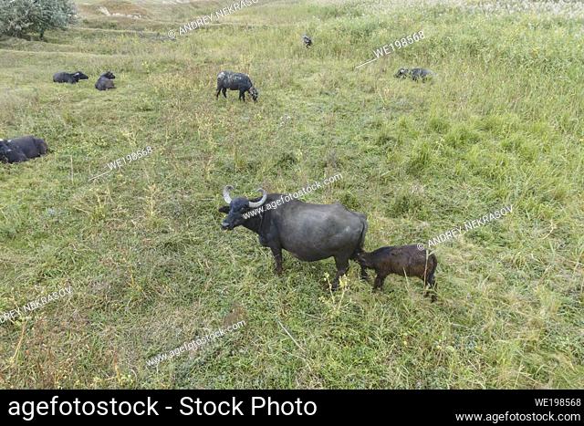 ORLOVKA VILLAGE, RENI RAION, ODESSA OBLAST, UKRAINE - SEPTEMBER 01, 2020: Young calf with mother - Water buffalo