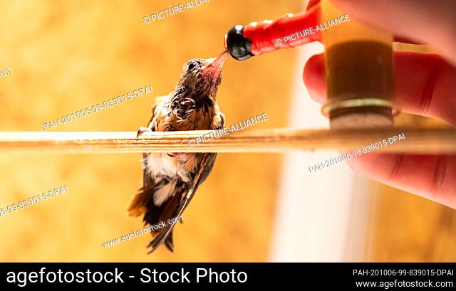 30 September 2020, Lower Saxony, Walsrode: Lisa Renken feeding a 29 day old hummingbird in Weltvogelpark Walsrode. Raising hummingbirds in human care requires a...