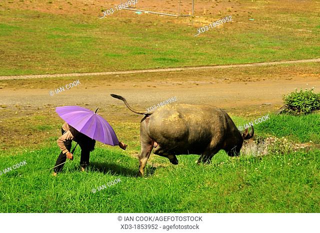 man with umbrella and water buffalo, Bubalus bubalis, grazing beside soccer field, Sapa, Lao Cai Province, Vietnam