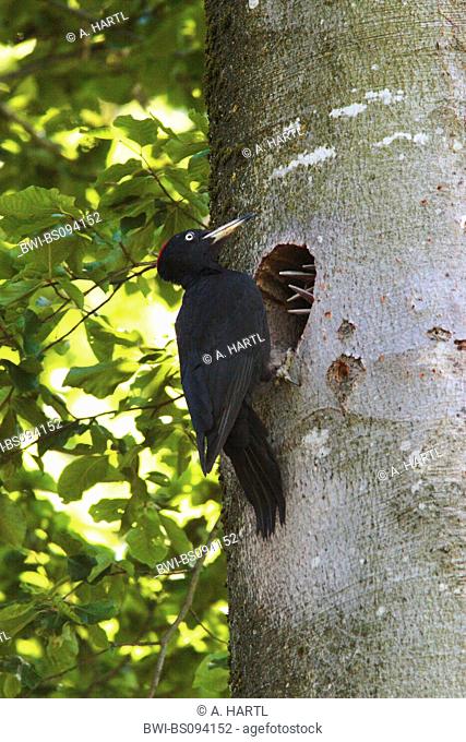 black woodpecker (Dryocopus martius), male feeds begging fledglings, Germany, Bavaria