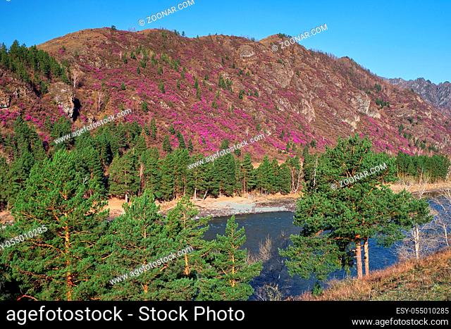 Rhododendron dauricum bushes with flowers (popular names bagulnik, maralnik) with altai river Katun and mountains on background