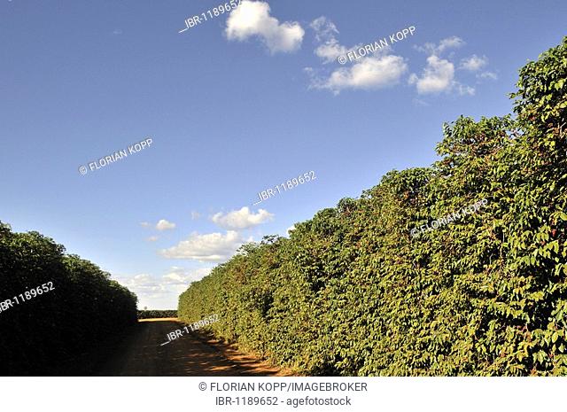 Coffee plantation, Uberlandia, Minas Gerais, Brazil, South America