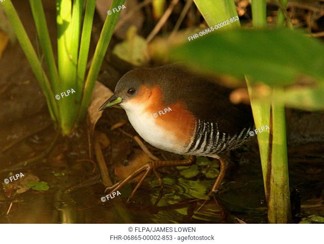 Rufous-sided Crake Laterallus melanophaius adult, walking in water amongst vegetation, Argentina, july