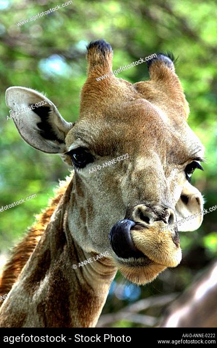 A South African giraffe or Cape giraffe (Giraffa camelopardalis giraffa) sticks out its tongue at the Lion and Safari park in the Cradle of Humankindnaer...