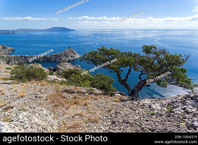 Relict juniper tree (Juniperus excelsa) on a cliff above the sea. Novyy Svet, Crimea, sunny day in September