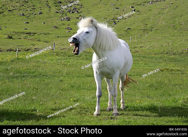 Icelandic Pony, Iceland, Icelander, Icelandic Horse, White Horse, Europe
