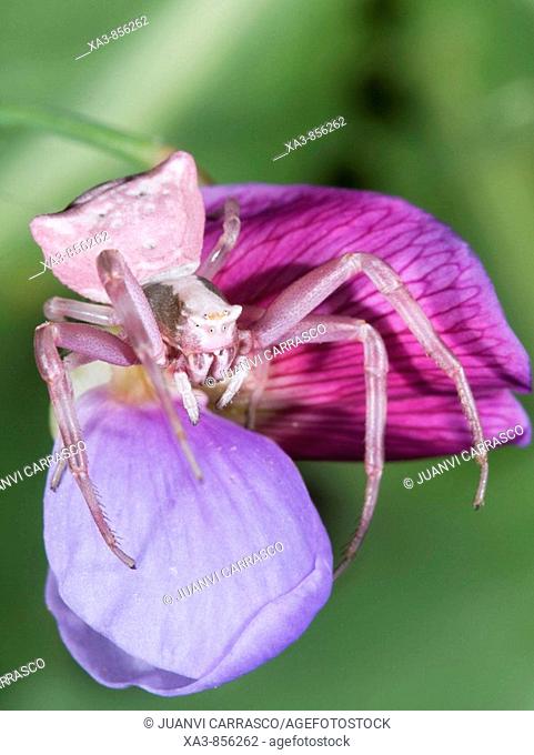 Pink crab spider, Fam Thomisidae