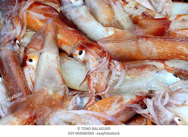 totena mediterranean squid seafood market