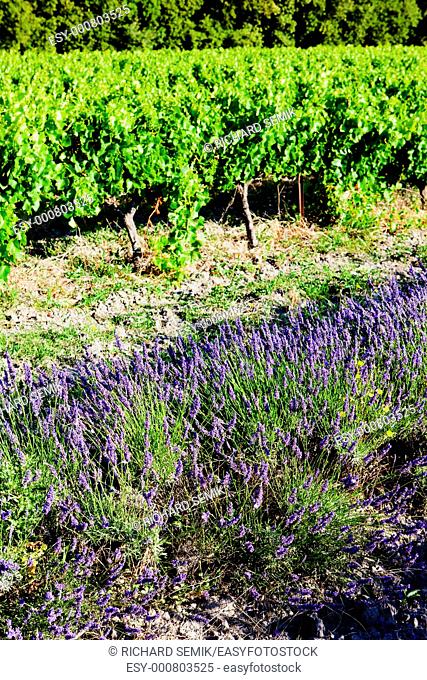 lavender field with vineyard, Drome Department, Rhone-Alpes, France