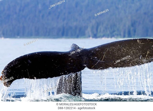 Humpback whale  Caudal fin  Tail  Megaptera novaeangliae  Order: Cetacea Suborder: Mysticeti Family: Balaenopteridae