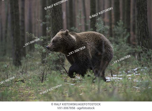 European Brown Bear ( Ursus arctos ), young animal, running fast through the undergrowth of a pine forest, Europe
