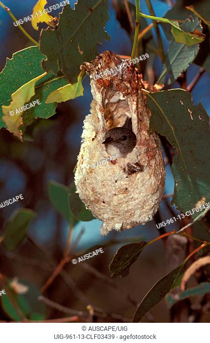 Mistletoe bird at pear-shaped nest built by the female, Has a reduced gizzard so that mistletoe seeds can pass through the bird to be dispersed within 25...