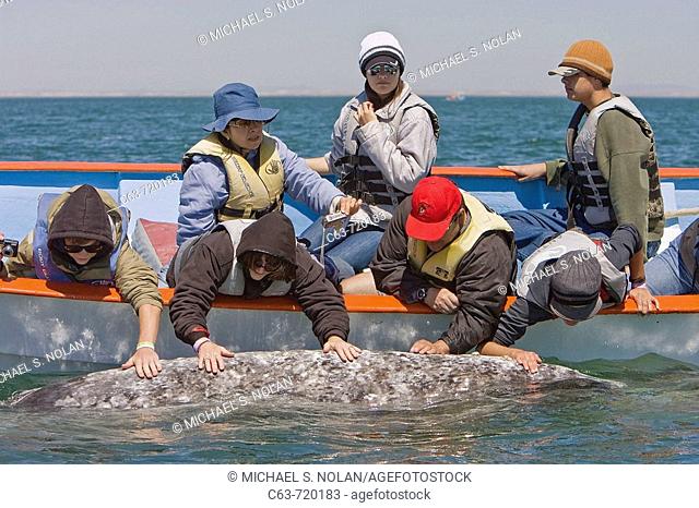 Whalewatchers touching an adult California Gray Whale (Eschrichtius robustus) in San Ignacio Lagoon on the Pacific side of the Baja Peninsula