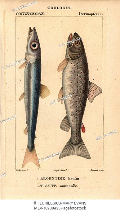 Argentine, Argentina sphyraena, and lake trout, Salmo trutta. Handcolored copperplate stipple engraving from Jussieu's Dictionnaire des Sciences Naturelles...