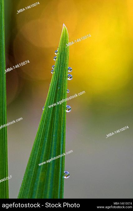 Nature, detail, water drop on plant leaf, close-up