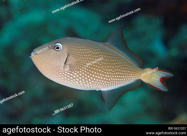 Gilded triggerfish (Xanthichthys auromarginatus), Blue-throated Triggerfish, Other animals, Fish, Animals, Triggerfish, Gilded Triggerfish adult female