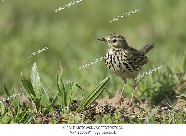 Meadow Pipit / Wiesenpieper ( Anthus pratensis ), adult bird, perched on a molehill in an extensive meadow, in typical surrounding