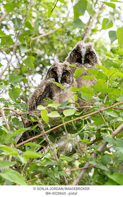 Young long-eared owls (Asio otus) sitting in the tree, young animals, Lake Neusiedl, Burgenland, Austria