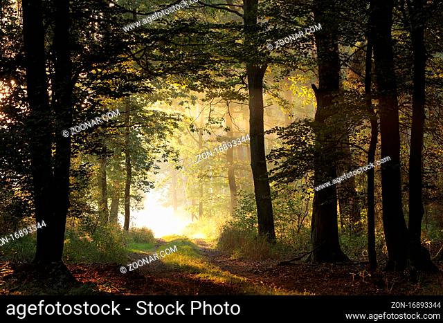Oak trees backlit by the rising sun in a misty forest, Poland