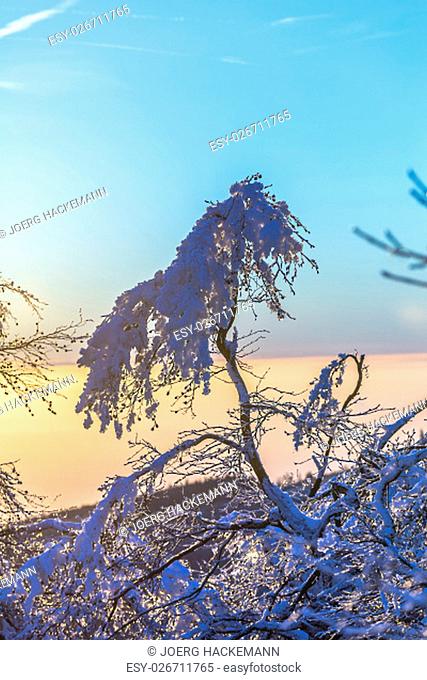 sunrise under the winter calm mountain landscape with beautiful fir trees on slope at Feldberg Mountain in Hesse, Germany