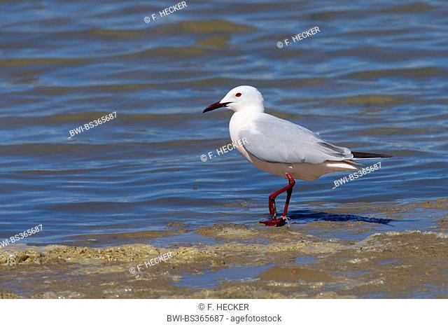 slender-billed gull (Larus genei), stands on the beach