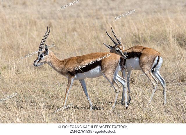 A group of bachelor Thomson's gazelles (Eudorcas thomsonii) in the grassland of the Masai Mara National Reserve in Kenya