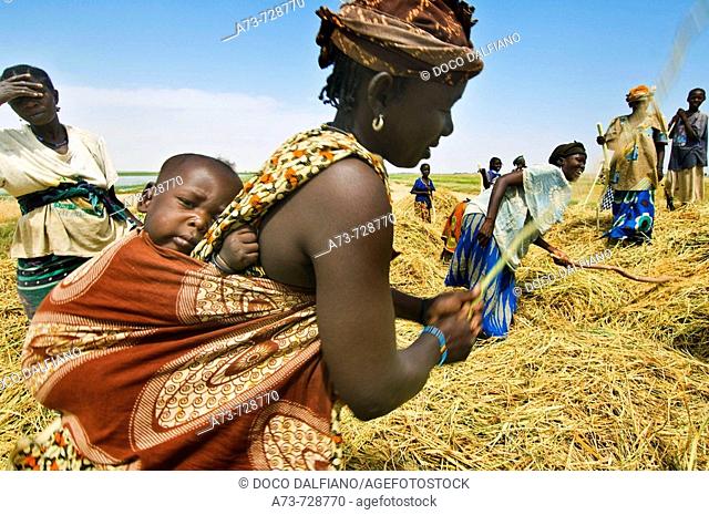 Rice harvest near Timbuktu, Mali