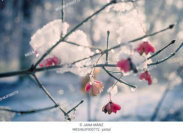 Snow covered spindle tree (European Evonymus), close-up
