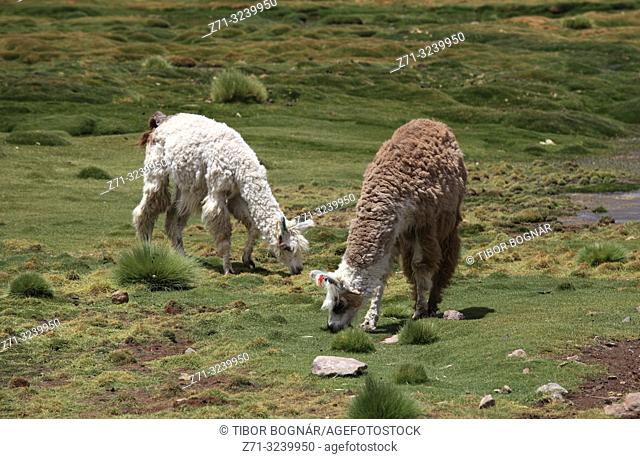 Llamas, lama glama, Chile, Antofagasta Region, Andes, Machuca,