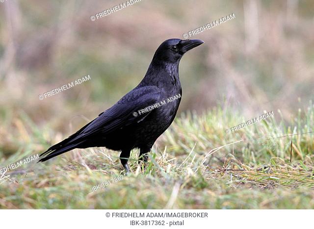 Carrion crow (Corvus corone corone) in the grass, North Rhine-Westphalia, Germany