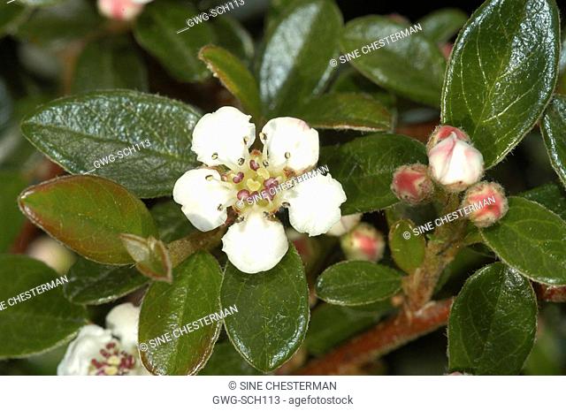 COTONEASTER HORIZONTALIS FLOWER AND BUDS