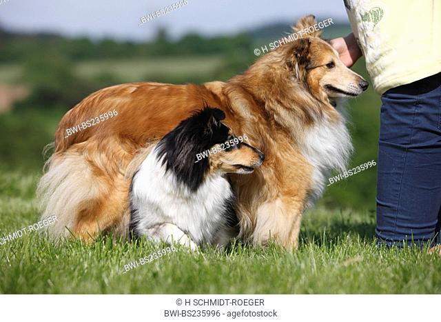 Shetland Sheepdog Canis lupus f. familiaris, two dogs doing a feat, one passing under the other, Germany
