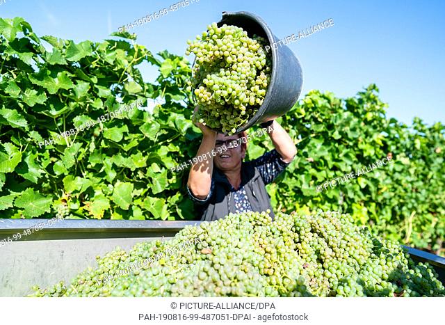 16 August 2019, Rhineland-Palatinate, Neustadt an der Weinstraße: An employee pours grapes of the ""Solaris"" variety into a collection container in a vineyard...